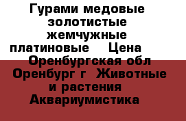 Гурами медовые, золотистые, жемчужные, платиновые. › Цена ­ 100 - Оренбургская обл., Оренбург г. Животные и растения » Аквариумистика   